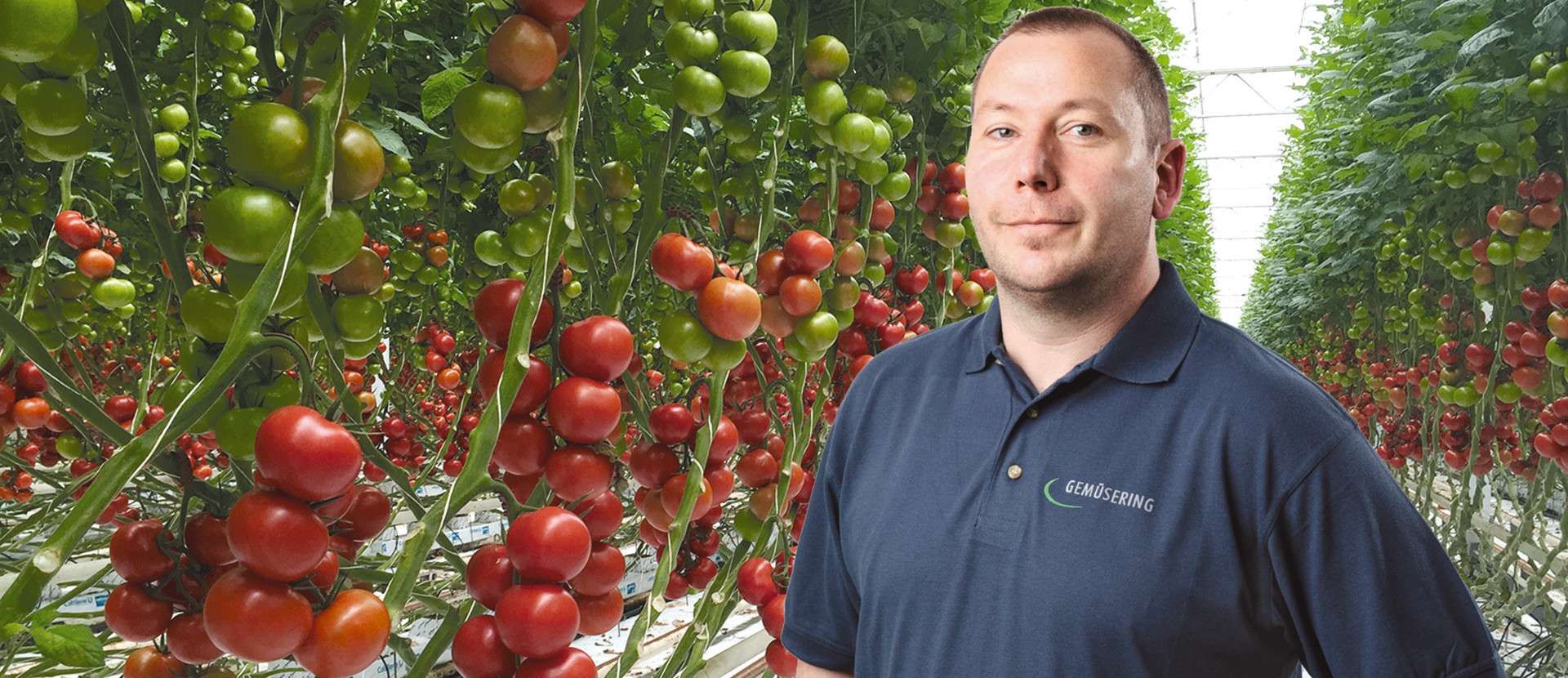 Ein Mitarbeiter steht zwischen zwei Tomatenpflanzreihen mit teils reifen Früchten