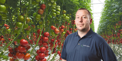 Ein Mitarbeiter steht zwischen zwei Tomatenpflanzreihen mit teils reifen Früchten