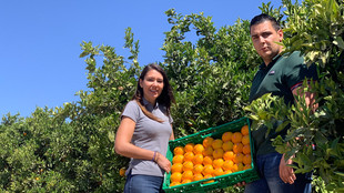 Mitarbeiter mit geernteten Orangen