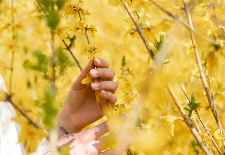 Hand mit gelben Blütenzweigen