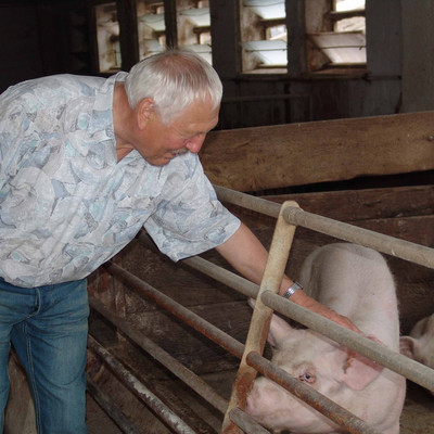 Landwirt streichelt Schwein im Stall
