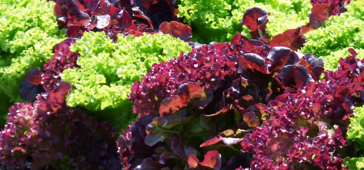 Lollo rosso