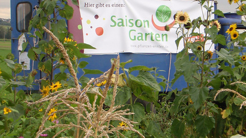 Saisongarten Buseck Mais und Blumen vor Banner
