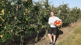 Mitarbeiterin mit einem Korb voller Äpfel auf der Obstwiese