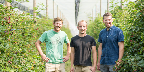 Das Bild zeigt drei junge mitarbeitende Männer des Kastanienhofs in einem Gewächshaus