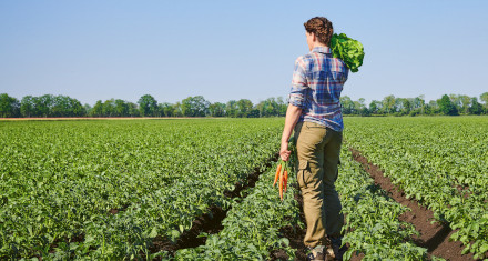 Ein Bauer mit einem Salatkopf und einem Bund Möhren in der Hand schaut in die Ferne seines Feldes