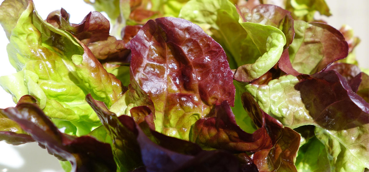 Eichblattsalat
