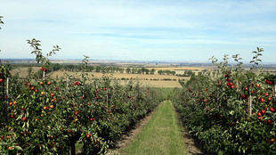 Blick von einer Apfelplantage in die Landschaft