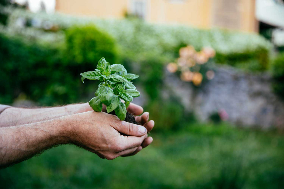 Hände mit Basilikumpflanze