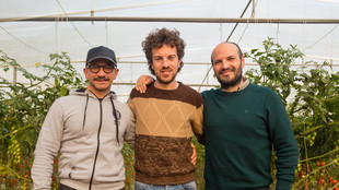 Drei Mitarbeiter in einem Gewächshaus zwischen Tomatenpflanzreihen
