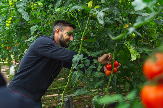 Bio Botschafter 2022 erntet Tomaten der Familie Hoefler