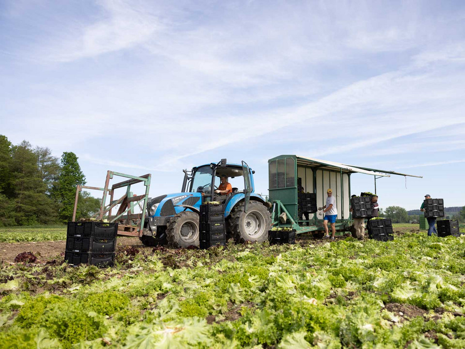 Traktor auf Feld mit Menschen, die Salat ernten