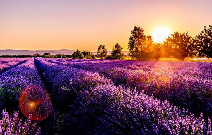Violet blühende Naturlandschaft mit Sonnenlicht 