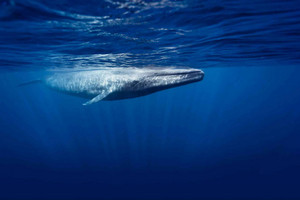 Blauwal im Meer