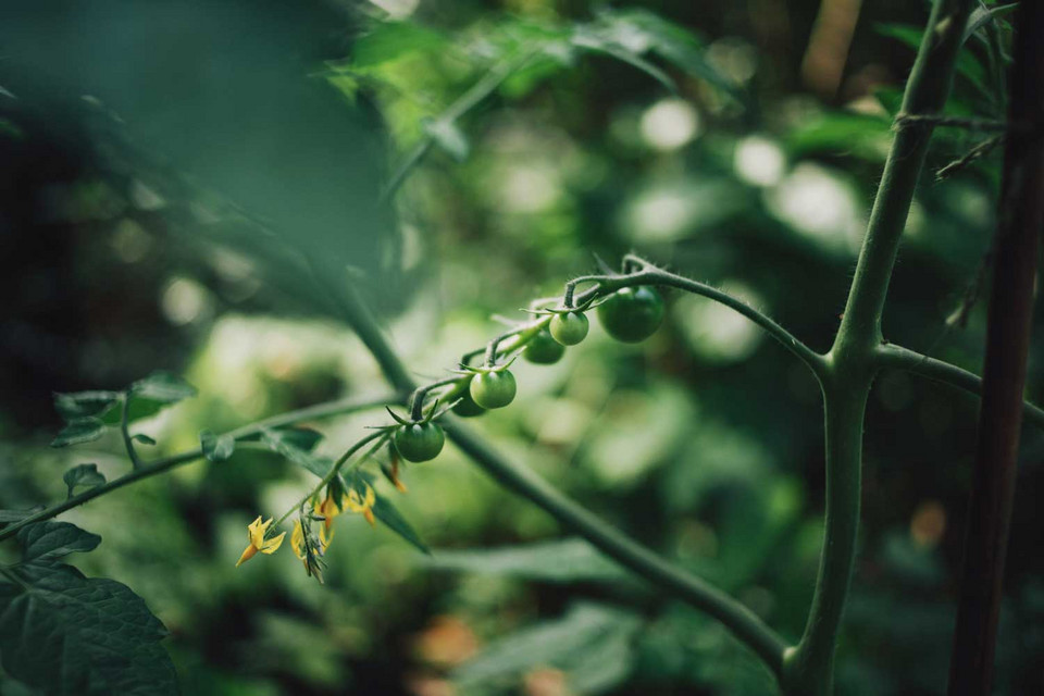 Tomatenpflanze mit kleinen, grünen Tomaten