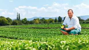 Der Betriebsleiter mit Salatherzen auf dem Feld