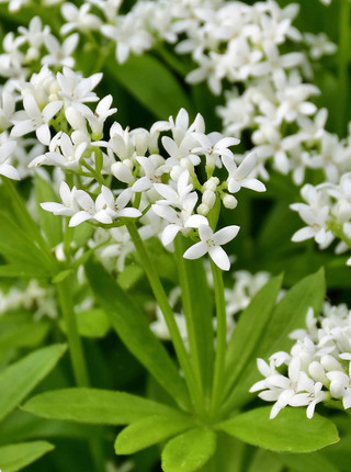Das Foto zeigt die Wildpflanze Waldmeister mit schönen weißen Blüten.
