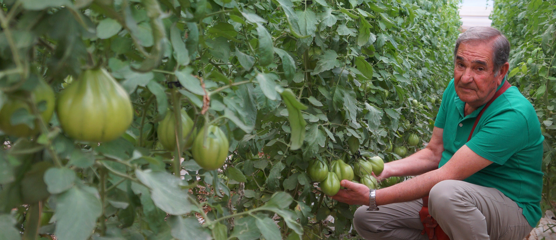 Mann vor Tomatenplantage in Italien