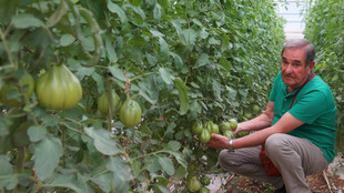 Mann vor Tomatenplantage in Italien
