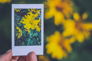 Polaroidfoto von gelben Blüten