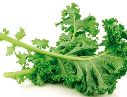 Das Bild zeigt Grünkohl, ein vitaminreiches heimisches Gemüse mit krausen Blättern.