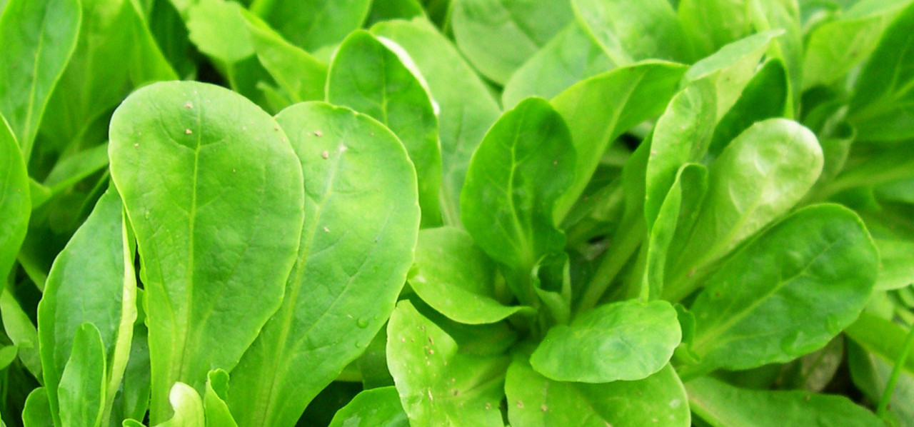 Feldsalat