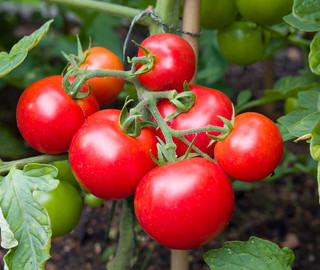 Wissenswertes über Tomaten