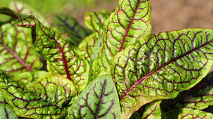 Wildpflanzen sammeln: Das Bild zeigt die mit roten Stengeln durchzogenen Blätter des Sauerampfers.