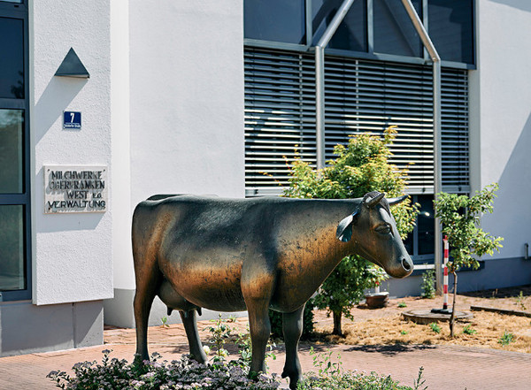 Eine Kuhstatue aus Metall vor dem Gebäude von der Firma Milchwerke Oberfranken