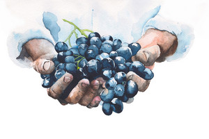 Gezeichnete Weintrauben in Händen