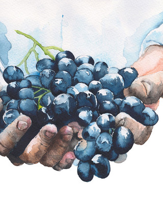 Gezeichnete Weintrauben in Händen