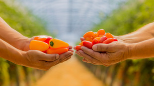 Hände halten Minipaprikas und Tomaten