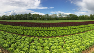 Salatpflanzreihen verschiedener Sorten auf dem Acker 