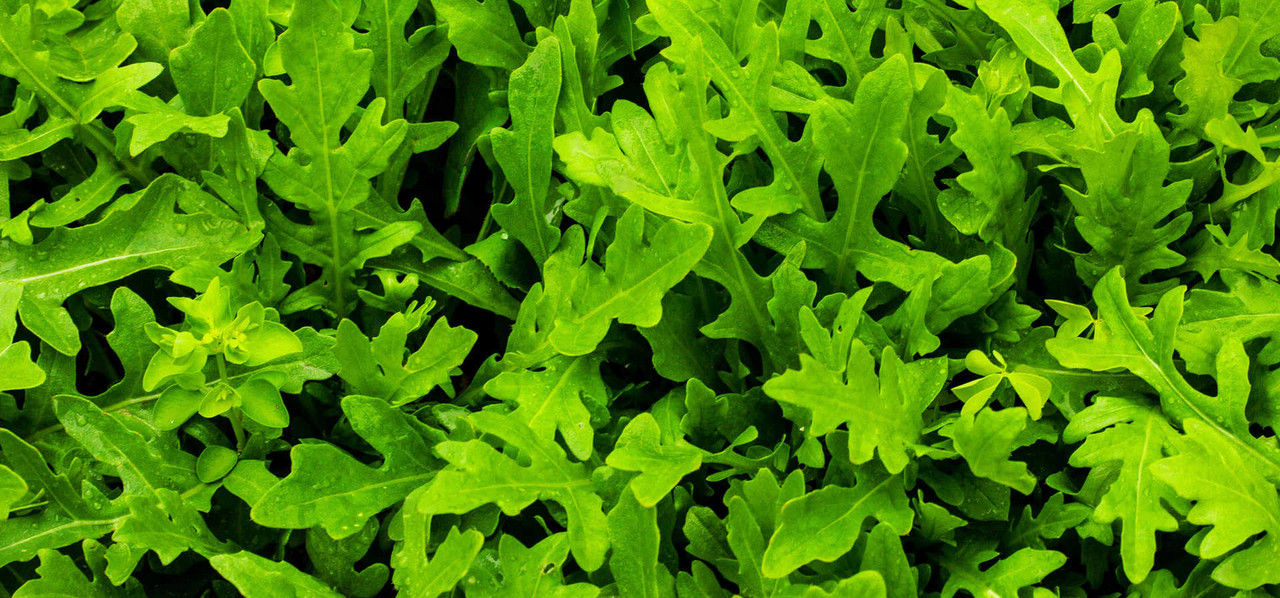 Rucola