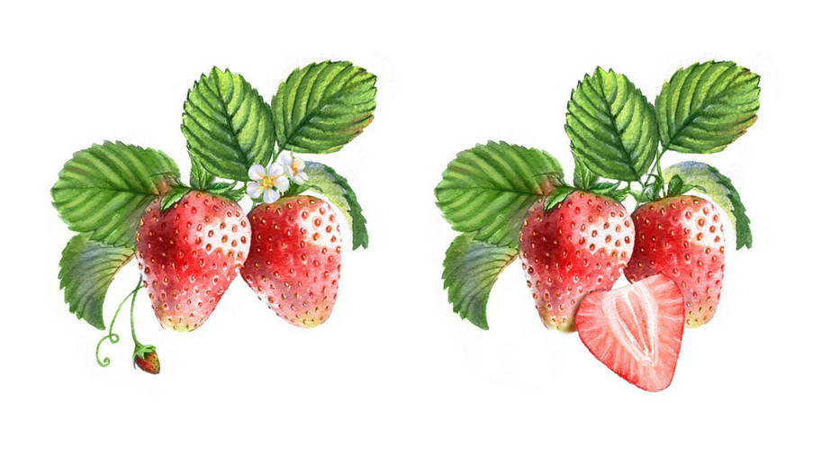 Gezeichnete Erdbeeren