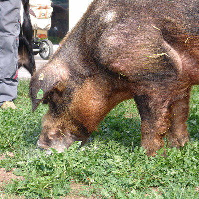 braunes Schwein frisst Gras