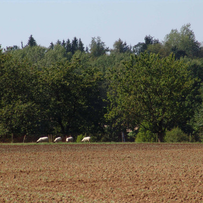 Acker, Schafe und Bäume