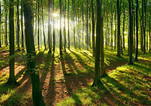 Wald mit Sonnenschein