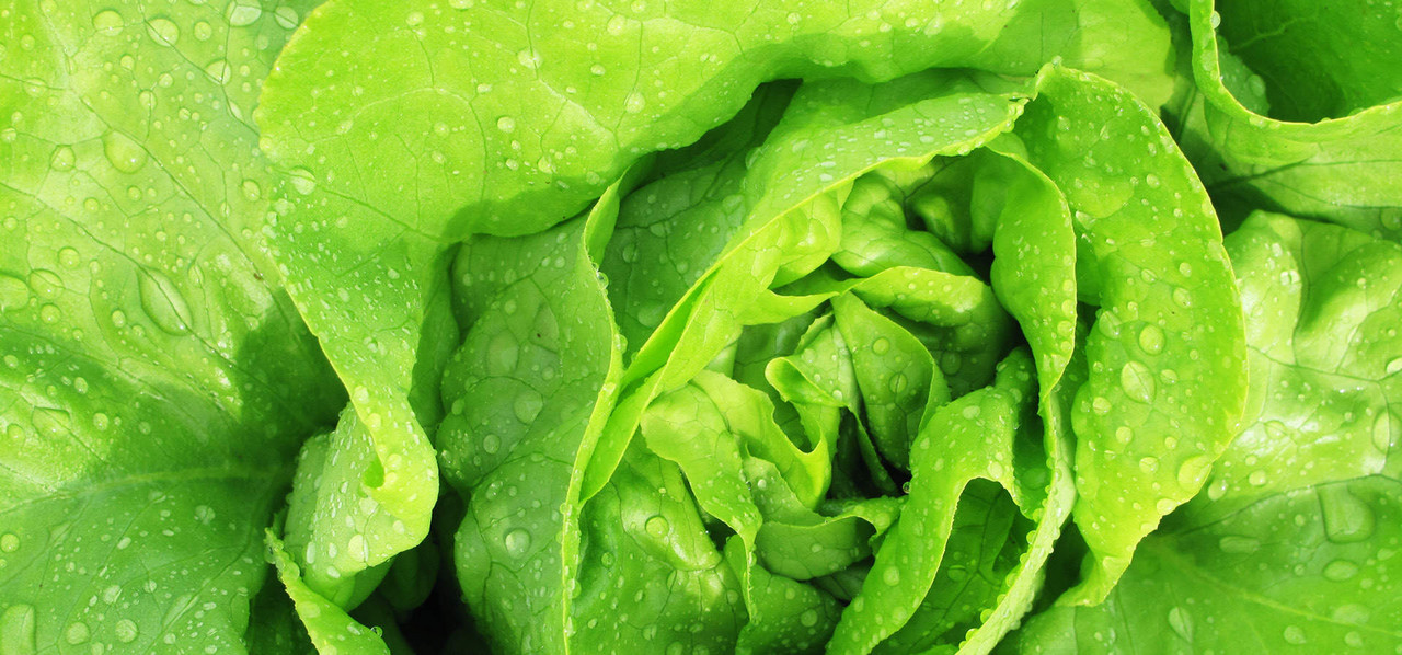 Kopfsalat