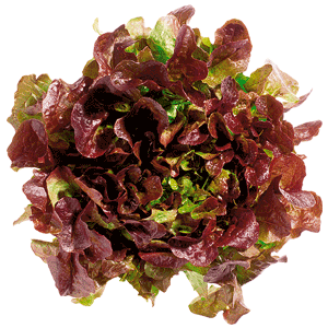Abbildung Eichblattsalat