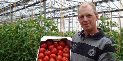 Betriebsleiter hält eine Kiste reifer Tomaten in einer Pappkiste zwischen Tomatenpflanzreihen in einem Gewächshaus