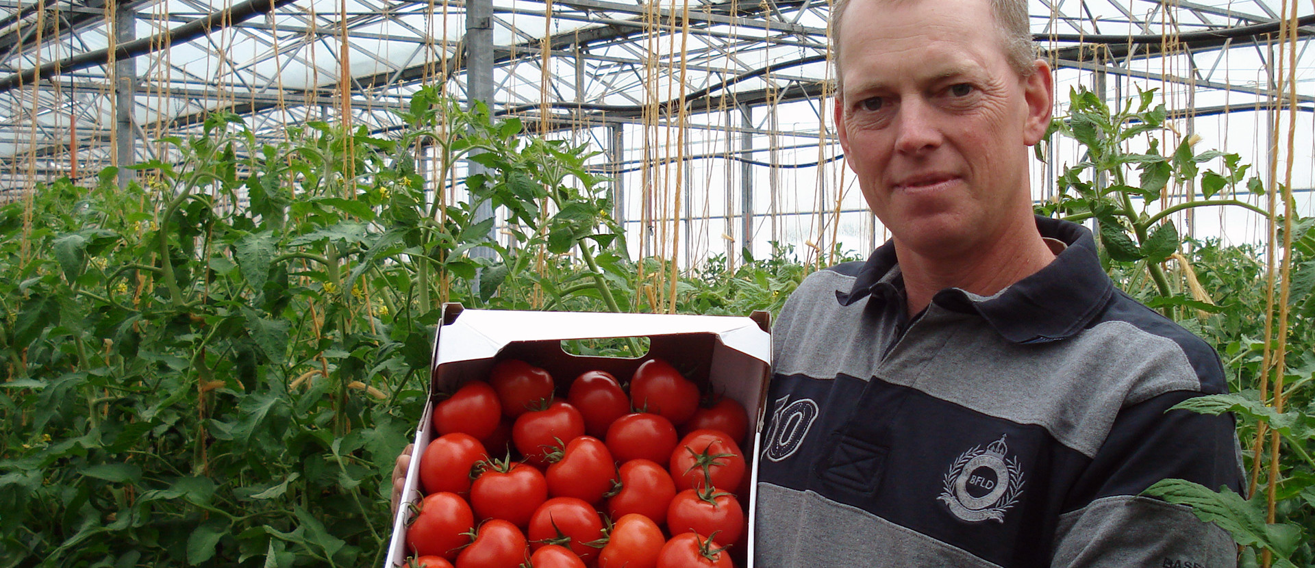 Betriebsleiter hält eine Kiste reifer Tomaten in einer Pappkiste zwischen Tomatenpflanzreihen in einem Gewächshaus