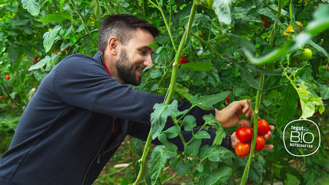 Bio Botschafter pflückt Tomaten