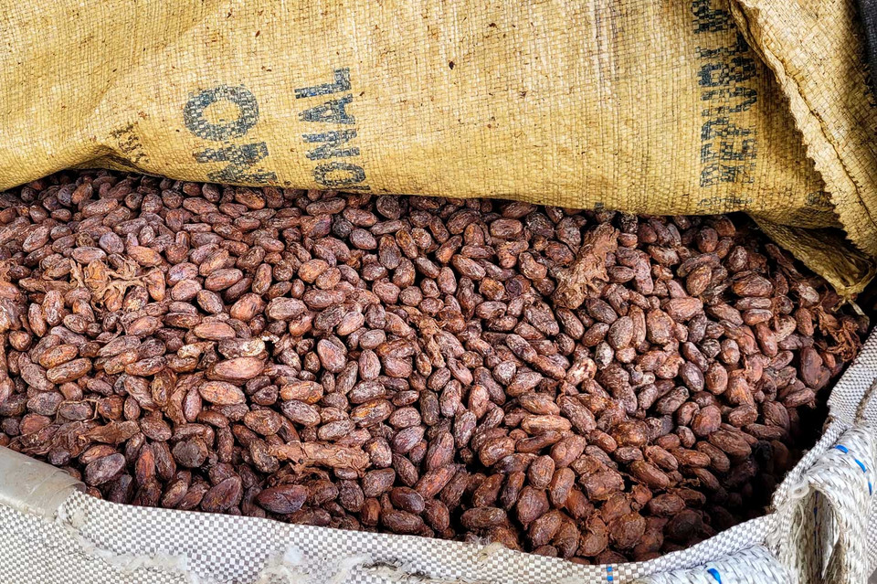 Kakaobohnen in einem Jutesack