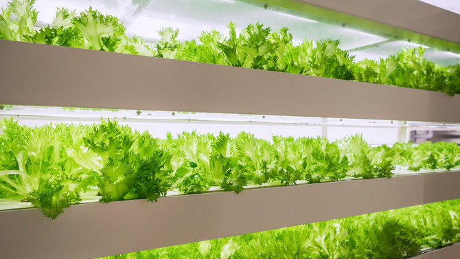 Indoorfarming Salat