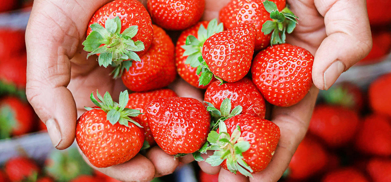 Eine Hand hält ein paar frische Erdbeeren