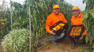 Zwei Mitarbeiter knien zwischen zwei Pflanzreihen im Gewächshaus, jeder hält eine Kiste mit Paprikafrüchten in den Händen