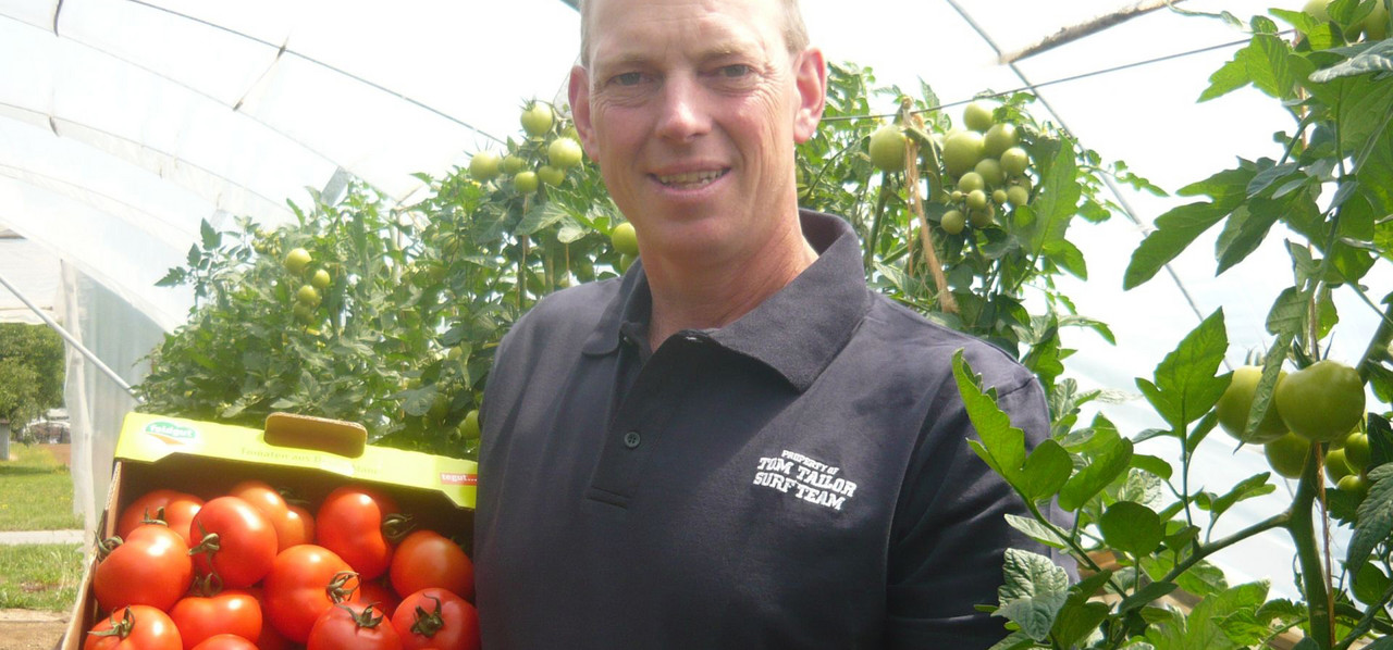 Betriebsleiter hält eine Kiste reifer Tomaten in einer Pappkiste.