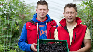 Die zwei Brüder Knaup präsentieren die Brombeerernte