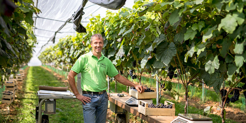 Das Bild zeigt den Chef des Erzeugerbetriebes von seinen Weinreben mit geernteten Trauben.